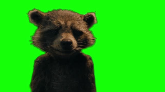 Rocket Raccoon screaming crying green screen