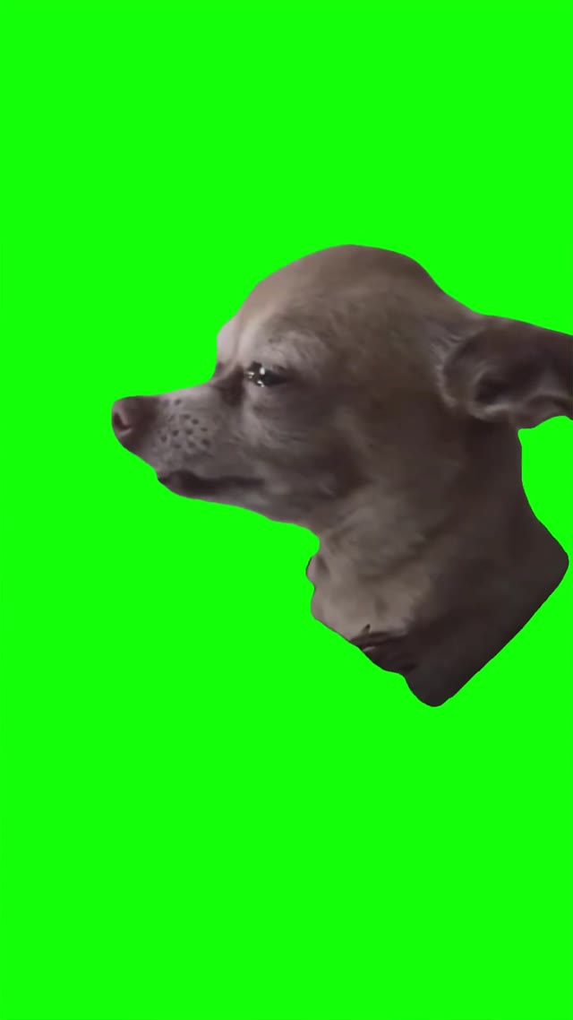 Sad Dog green screen