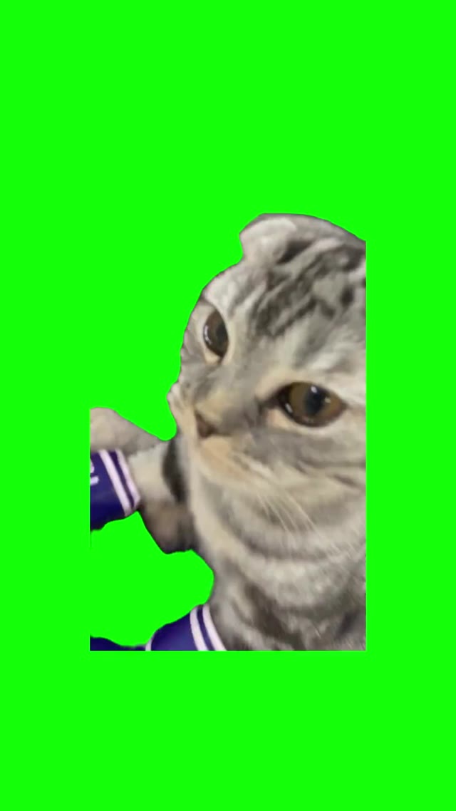 Sad Cat green screen