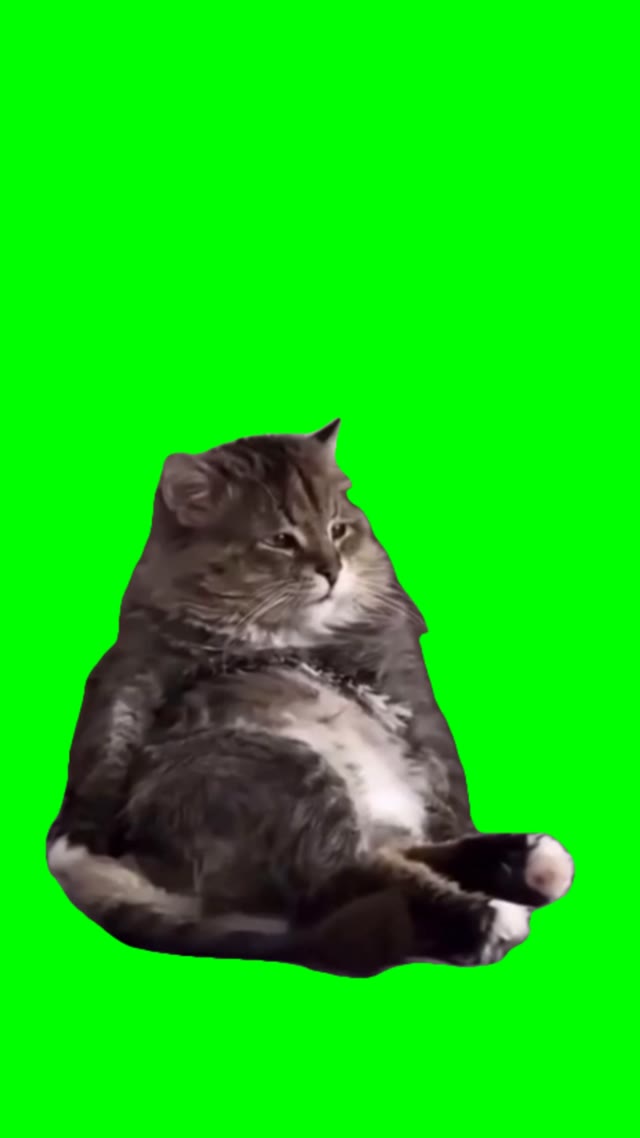 Sad cat green screen