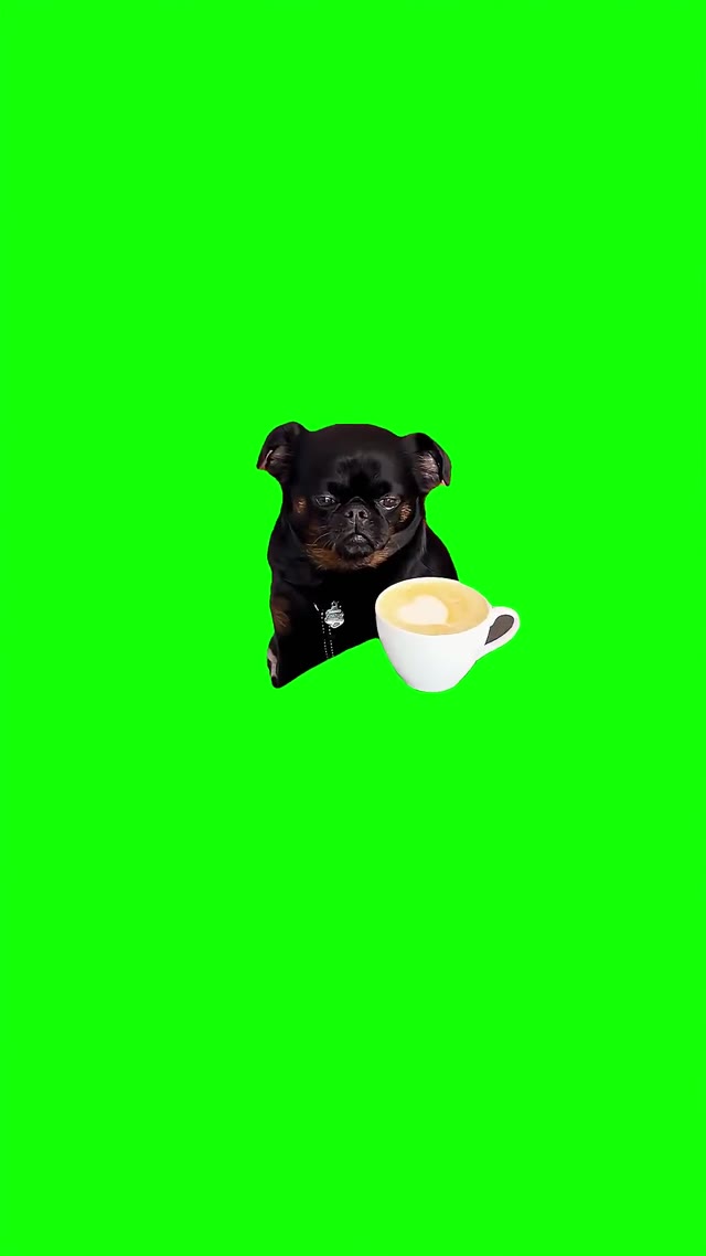 Sad dog thinking green screen