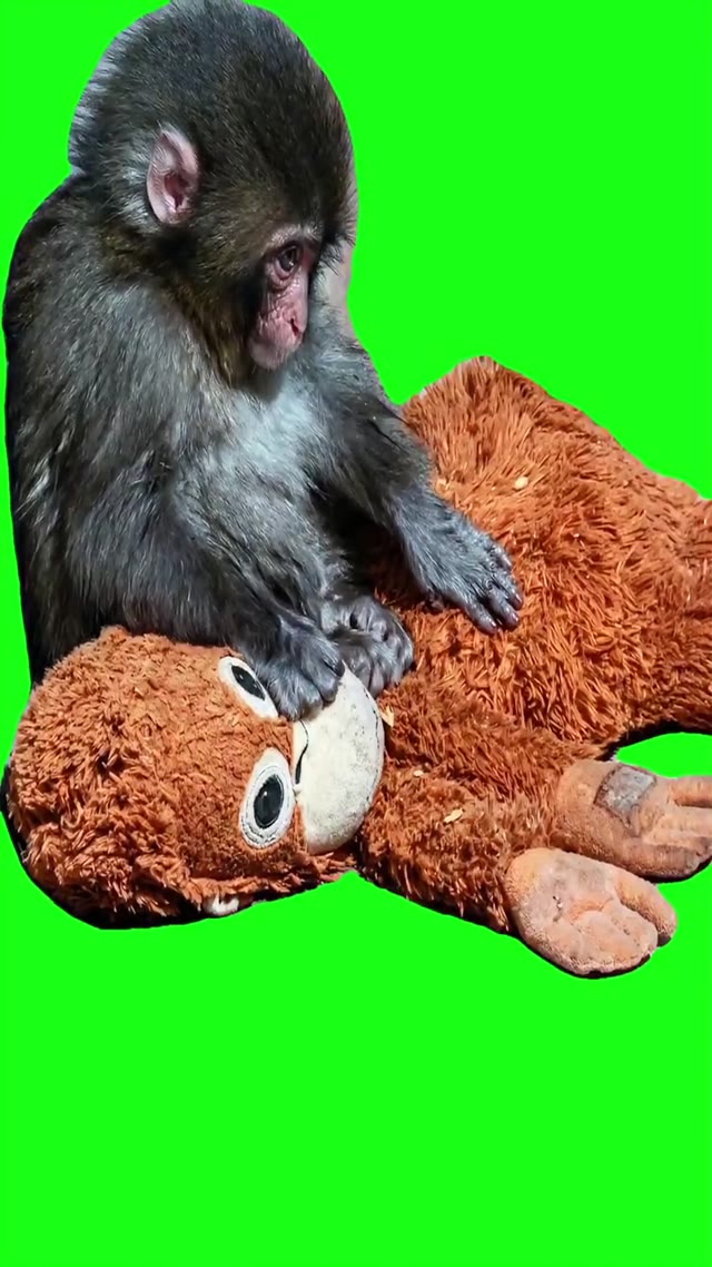 Sad monkey 1 green screen