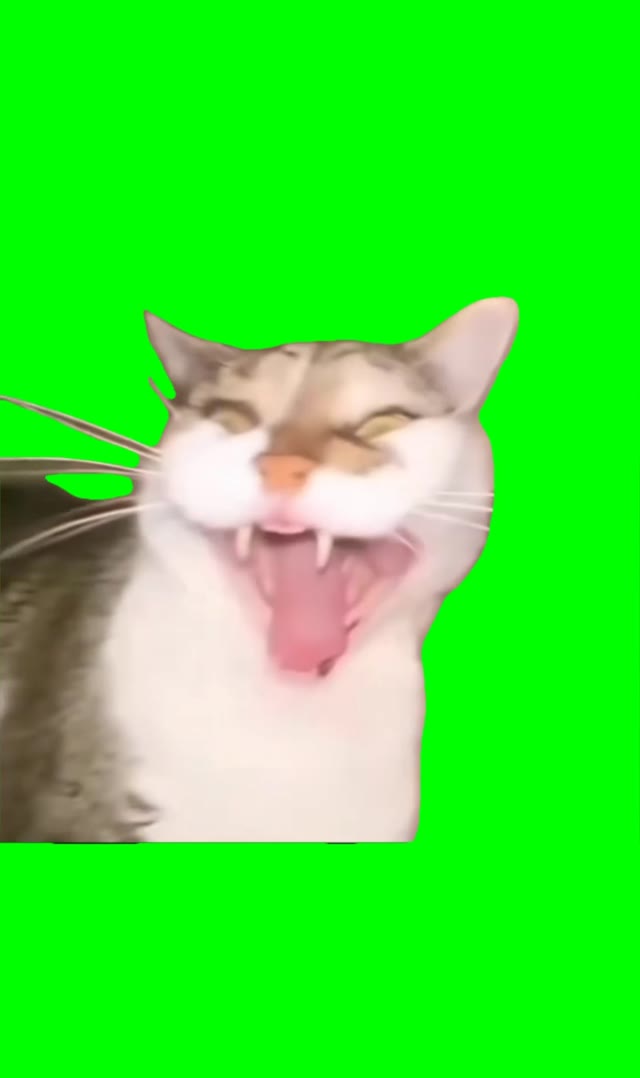 Screaming cat green screen