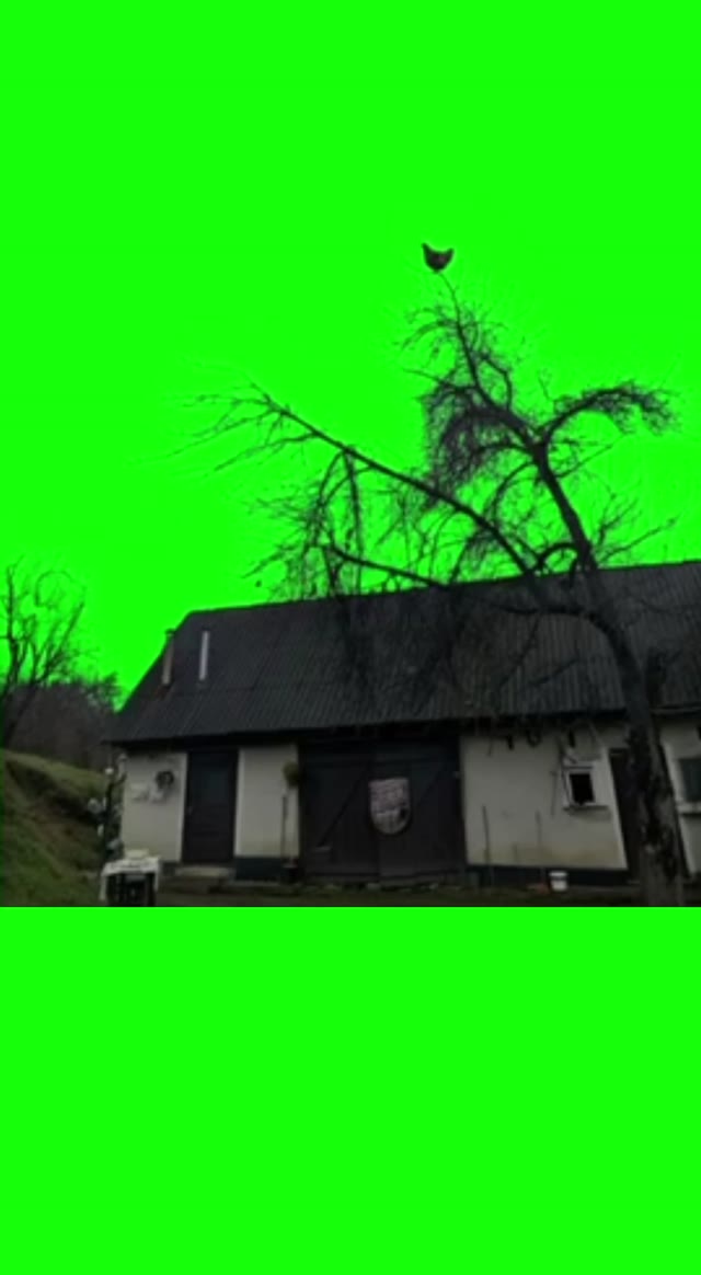 Screaming chicken green screen