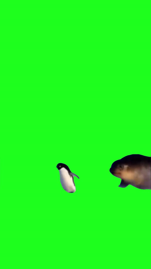 Seal Chasing Penguin green screen