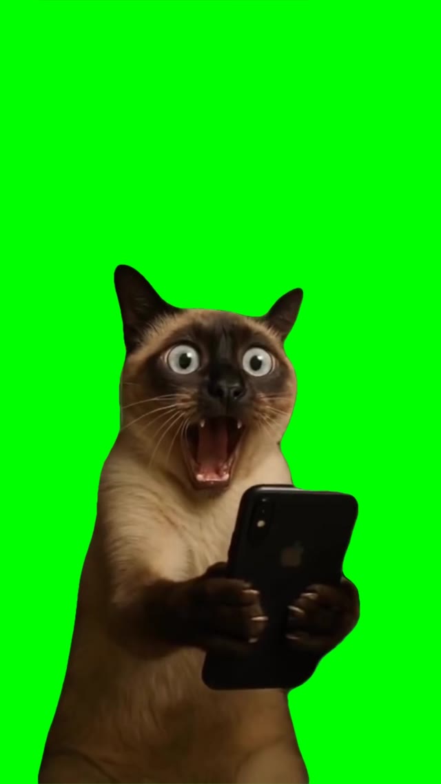 Shocked cat looking at phone green screen