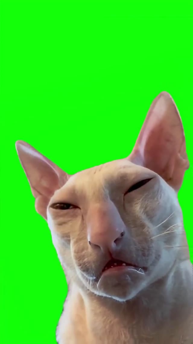 Sleepy cat green screen