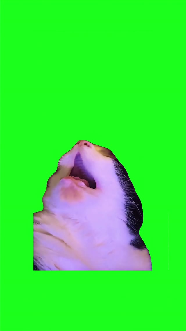 Snoring cat 4k green screen