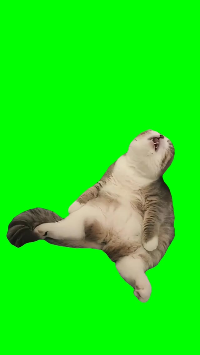 Snoring cat  green screen