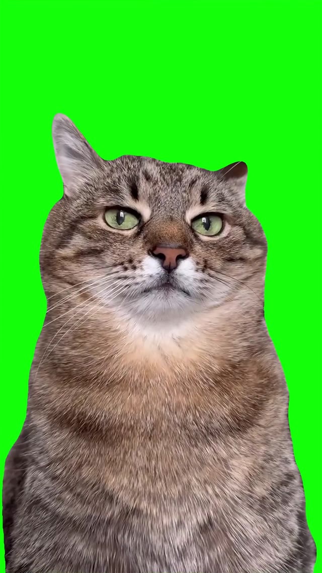 Stepan cat stare green screen