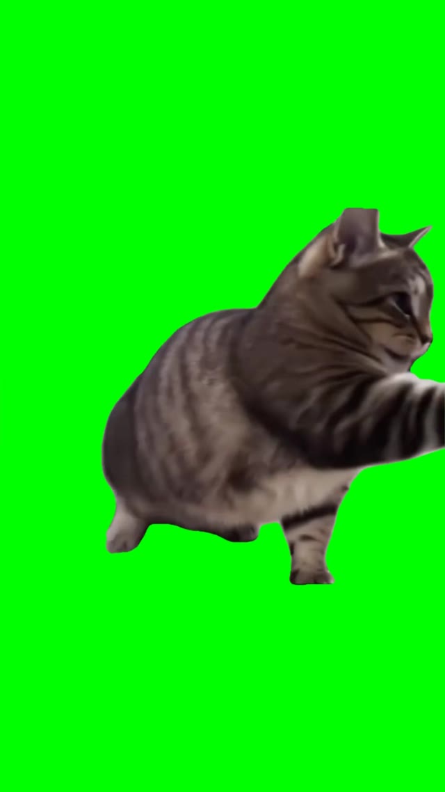 They not like us ooiiaa cat version green screen