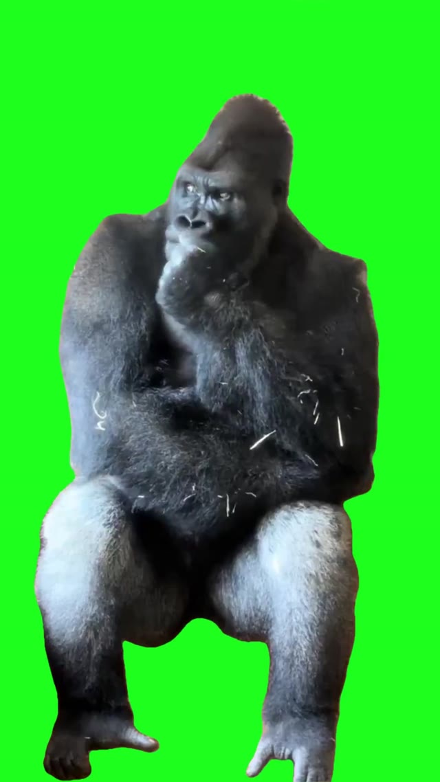 Thoughtful Gorilla green screen