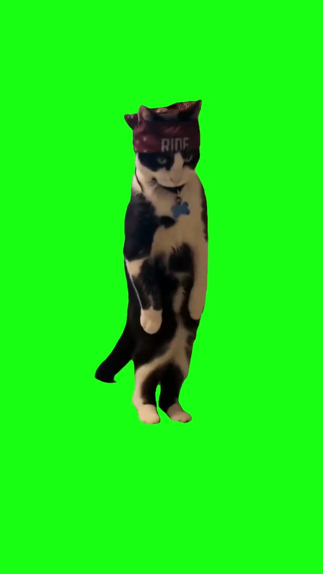 Thugg Cat Dancing green screen