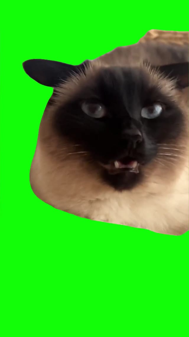 Tingaling cat stare green screen