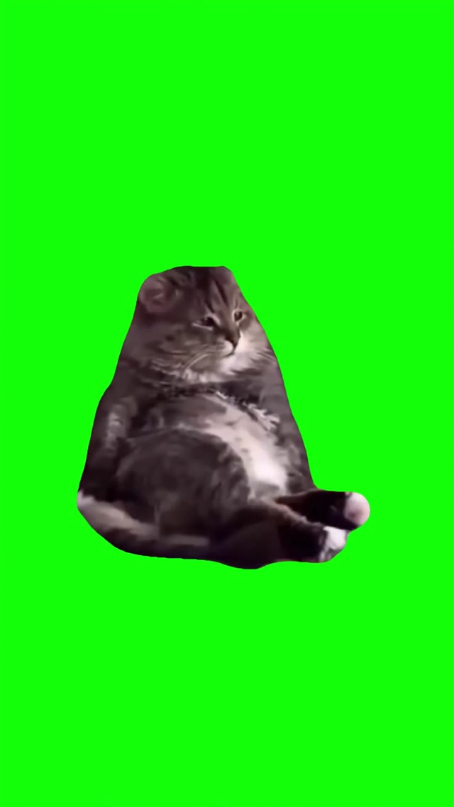 Tired cat looking green screen