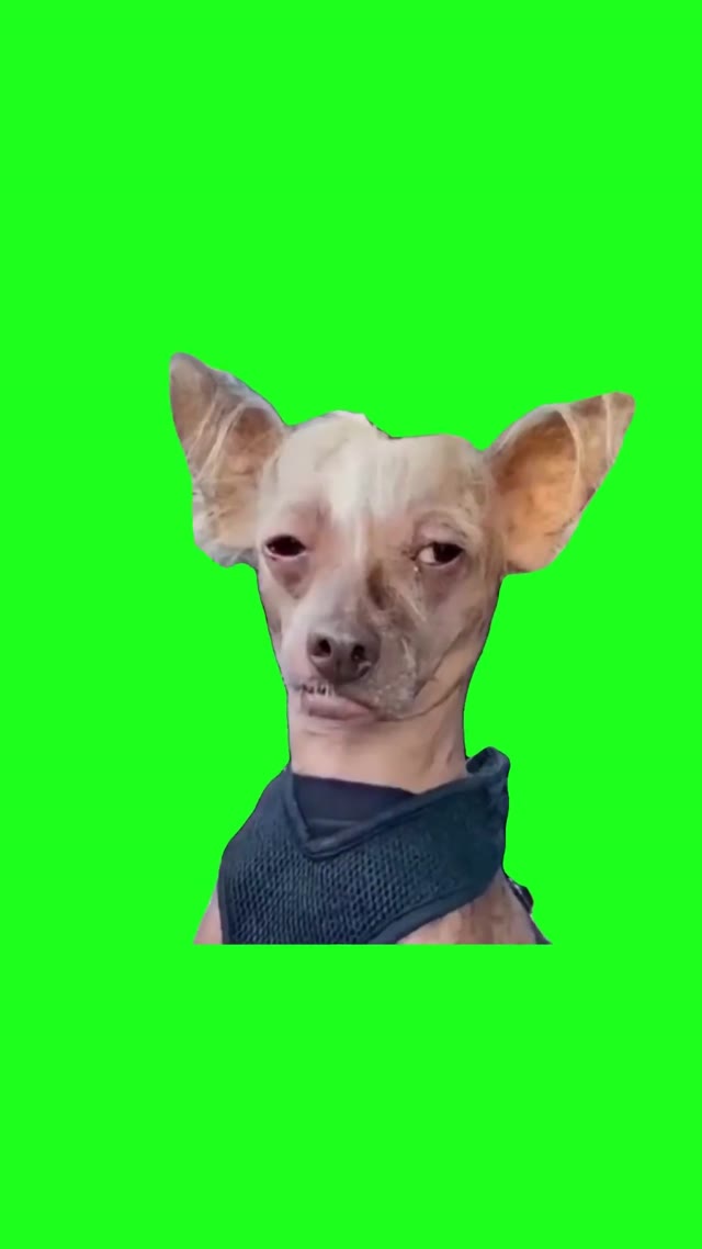 Tired Looking Dog green screen