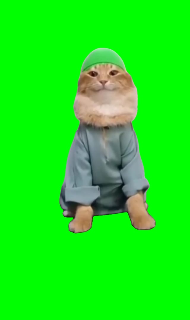 Tob tobi tob tob cat  green screen