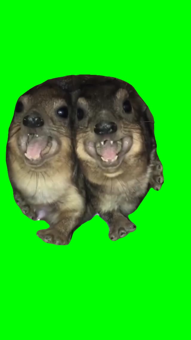 Tow Hyrax screaming green screen