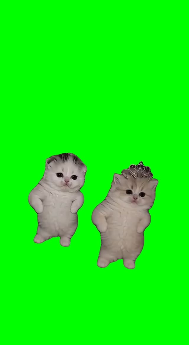 Two Kittens Dancing green screen