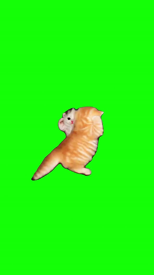 Two Kittens Dancing To Gasolina green screen