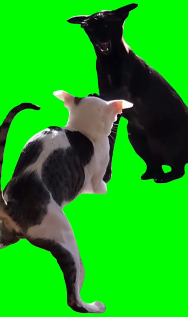 Two cats fighting green screen