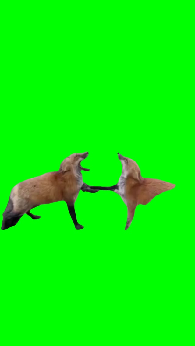Two foxes laughing green screen