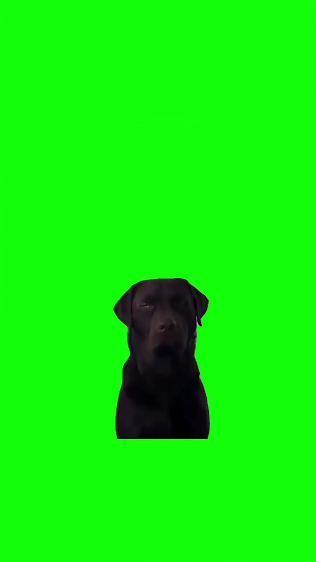 Unimpressed dog green screen