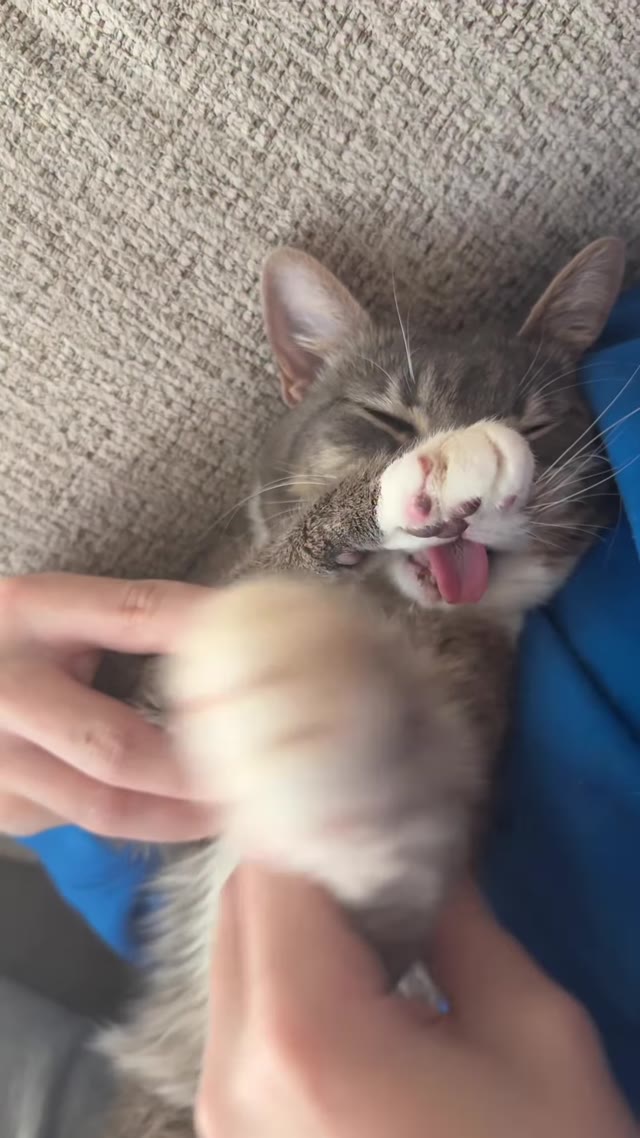 Video By Iamrigbycat Dwzogwekq 3 green screen