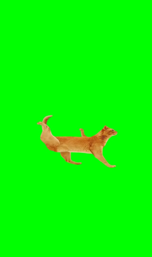 Walking Cat green screen