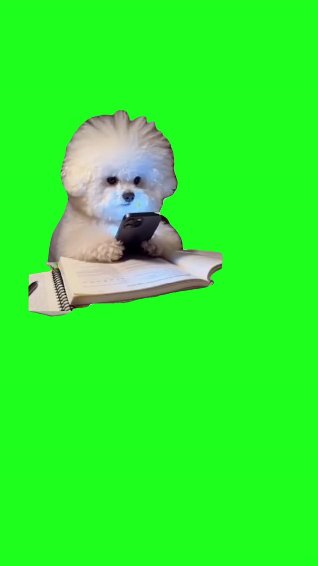 White dog on the phone green screen