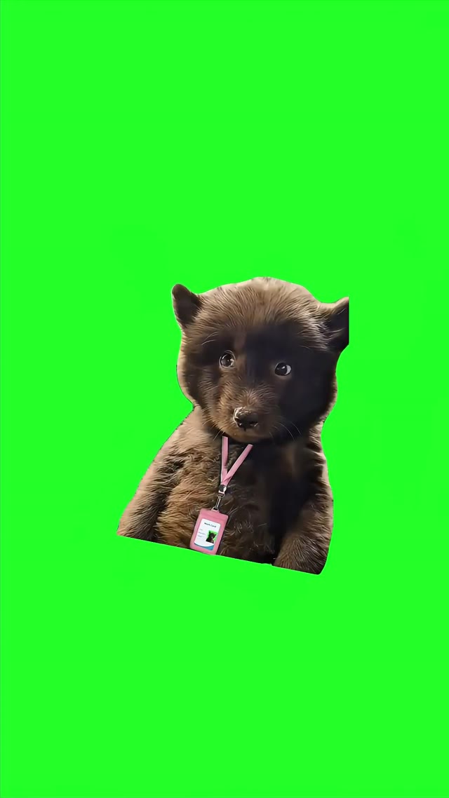 Working Bear Sideeye green screen