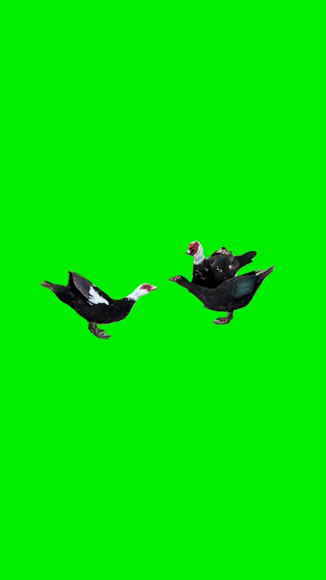 Yes it do crazy green screen