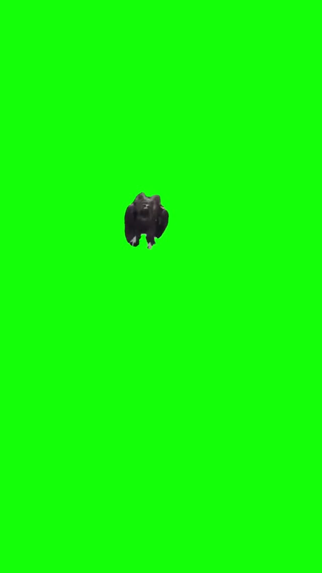 ZoomZoom Eagle green screen