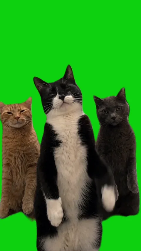 Three cats dancing green screen
