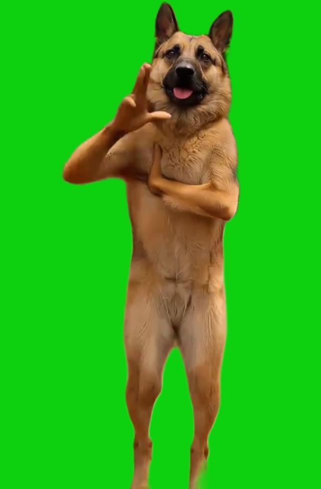 Arm fart german shepherd green screen