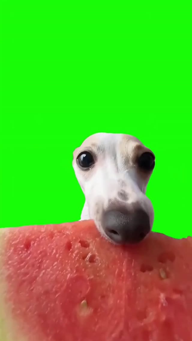 dog eating watermelon green screen