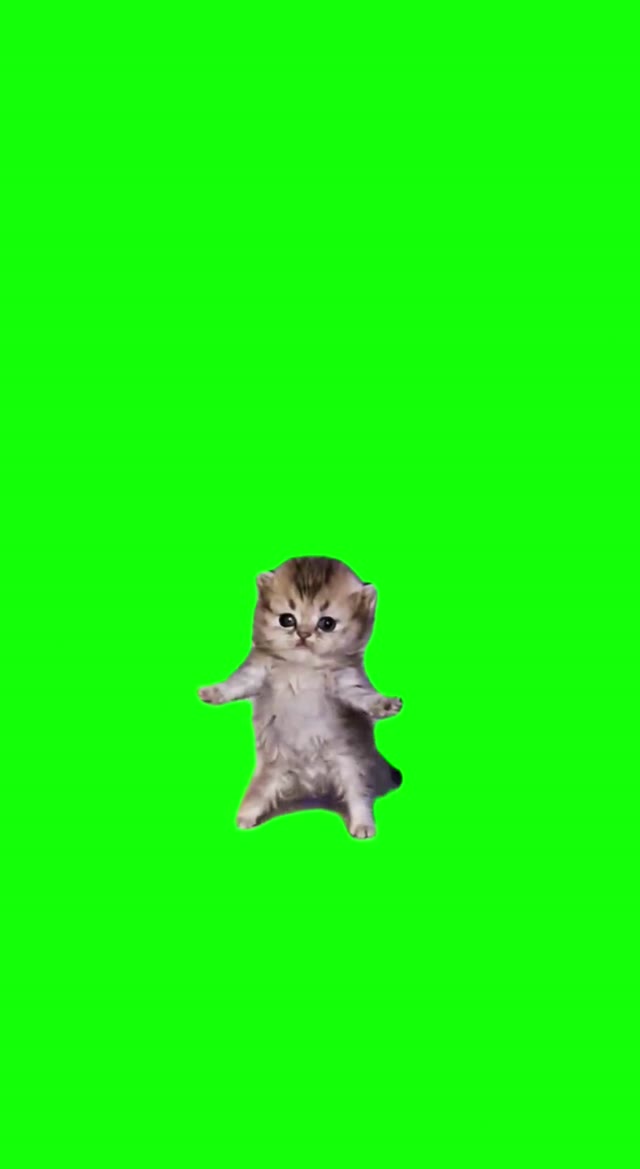 FGwRigMo I Got That Feeling Kittens green screen