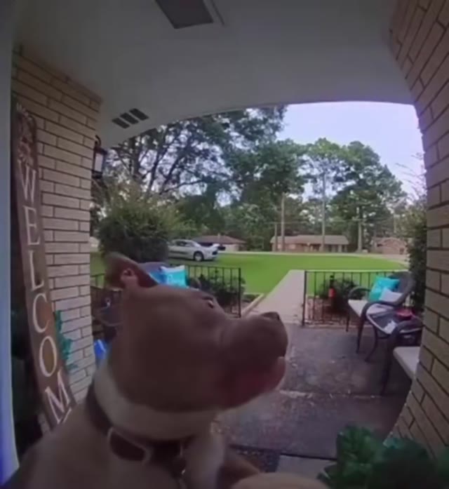 dog ring doorbell green screen
