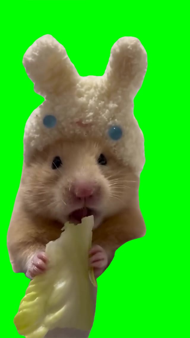 hamster eating green screen