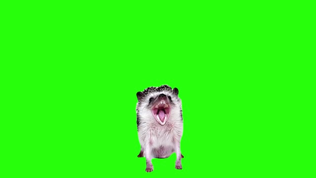 hedgehog screaming green screen