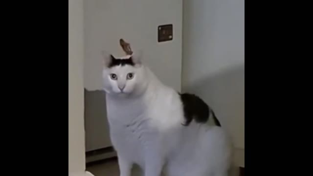 huh cat video download green screen