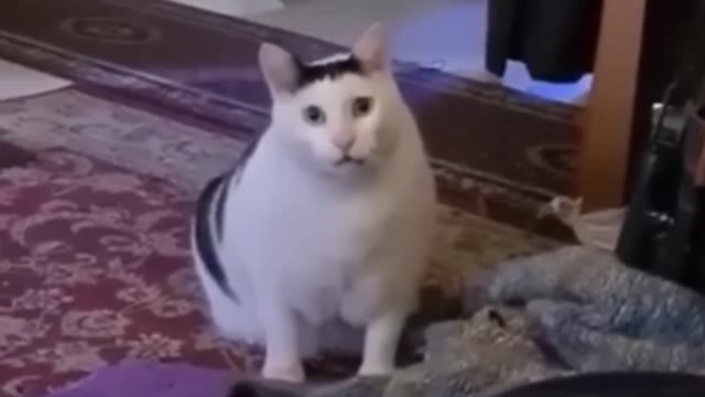 huh cat green screen