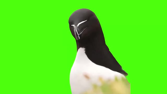 knife billed puffin have you found its eyes green screen
