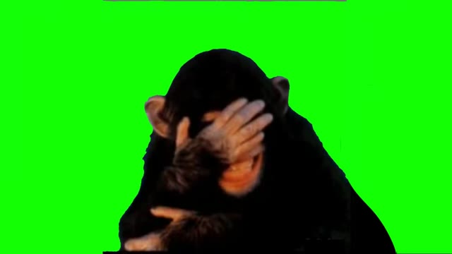 monkey laughing green screen