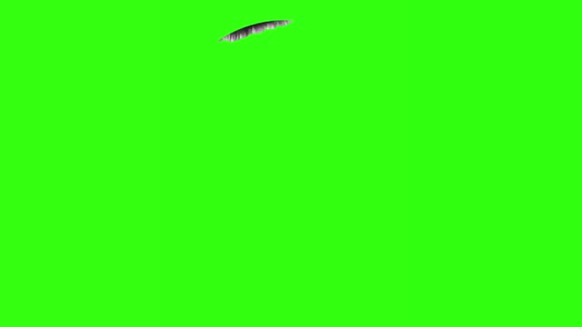 pedro racoon green screen