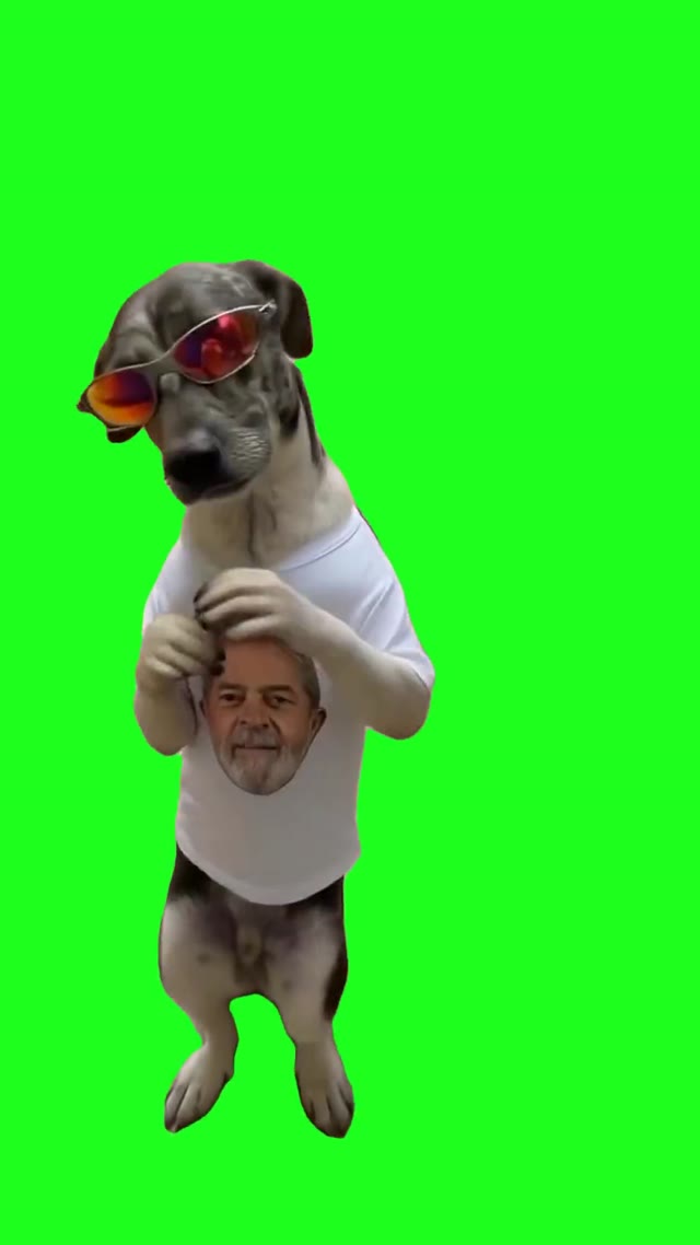 perro bailando dog dance trend green screen