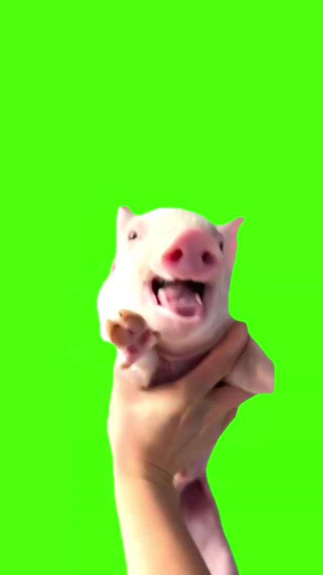 pig laughing spinning green screen