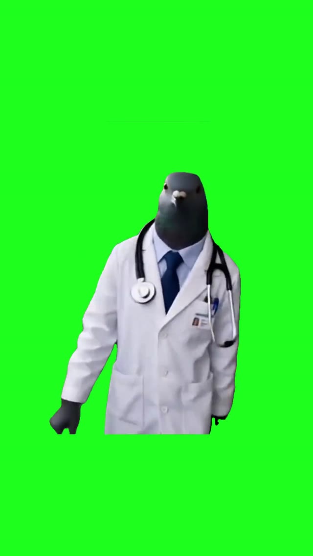 pigeon doctor green screen