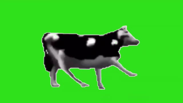 polish cow green screen