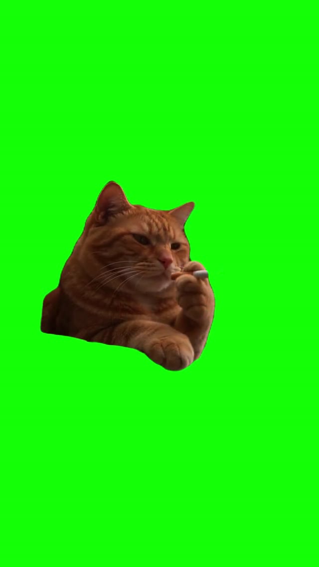 QD5v62Rg Cat Smoking green screen